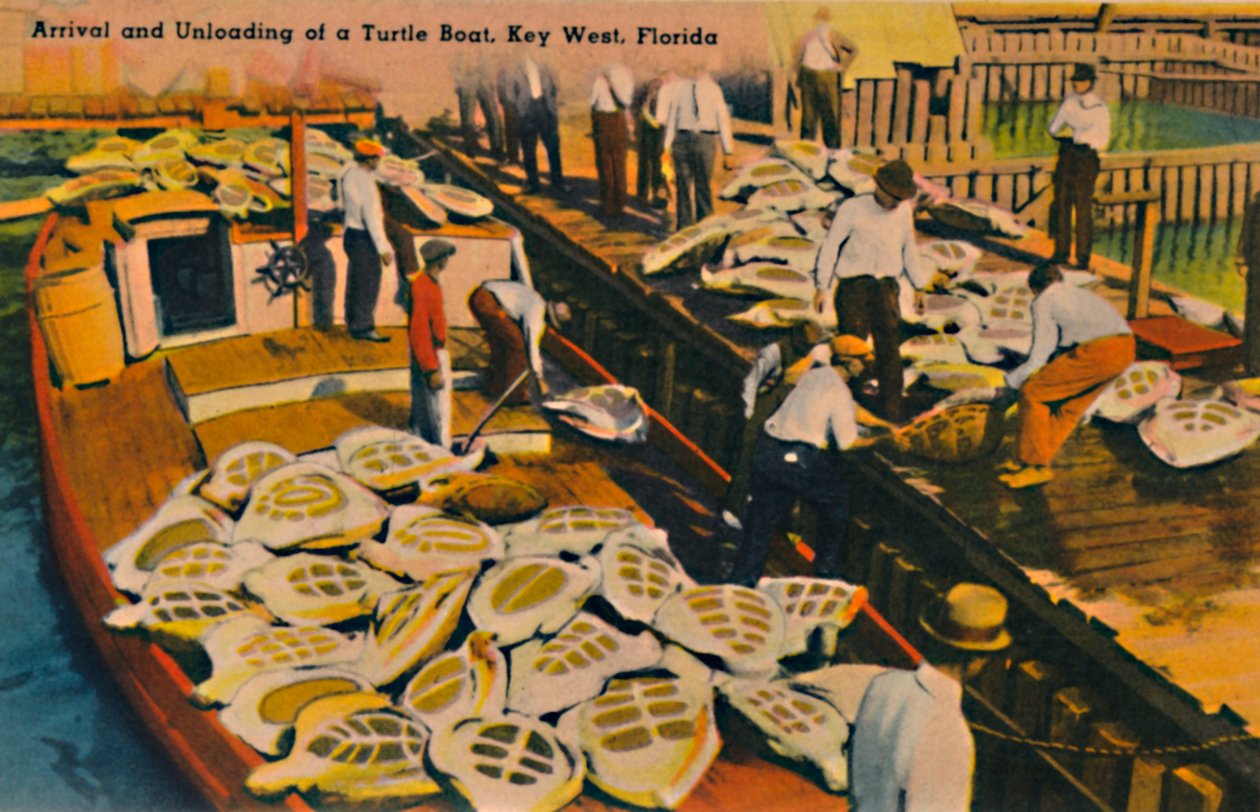 Bir Kaplumbağa Teknesinin Varışı ve Boşaltılması, Key West, Florida, c1940s by Unbekannt
