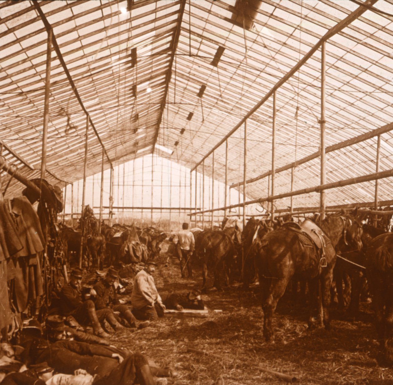 Topçu atları, c1914-c1918 by Unbekannt
