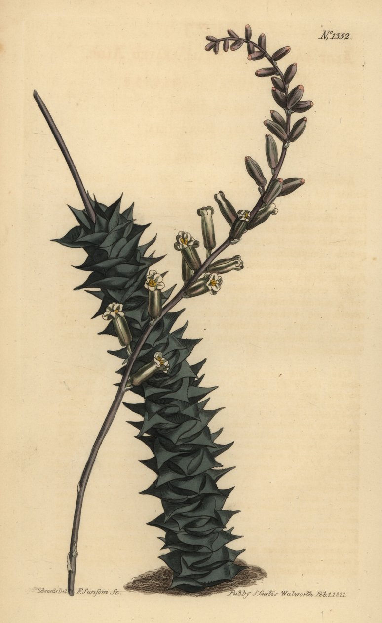 Astroloba foliolosa (Küçük yapraklı aloe, Aloe foliolosa) by Unbekannt