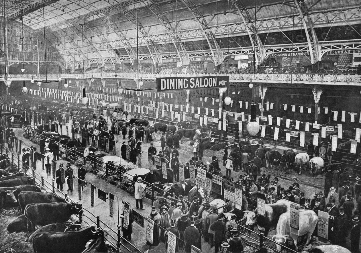 Smithfield Club sığır fuarında, Tarım Salonu, Islington, Londra, 1902 1903 by Unbekannt