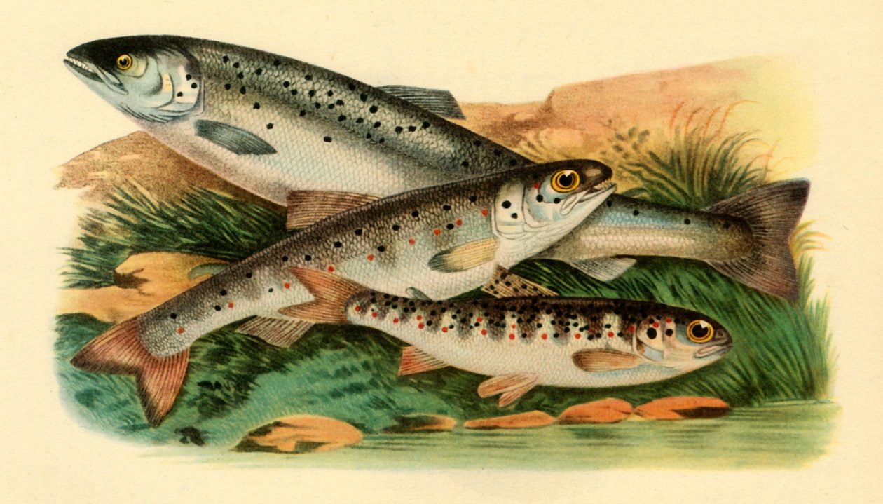 Atlantik somonu - Grilse, Smolt ve Parr, 1887, 1946. by Unbekannt