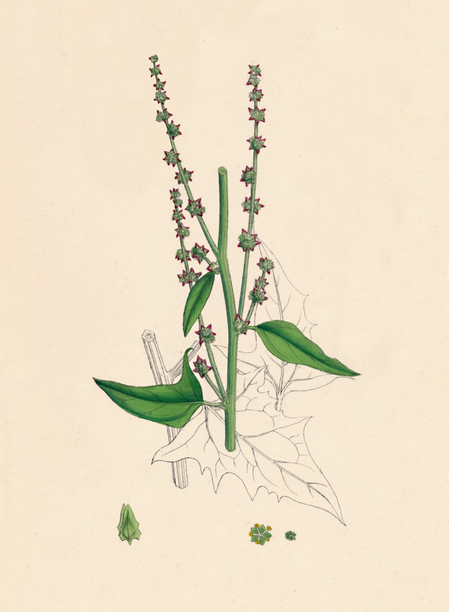 Atriplex Smithii. Smiths Orache, 19. Yüzyıl by Unbekannt