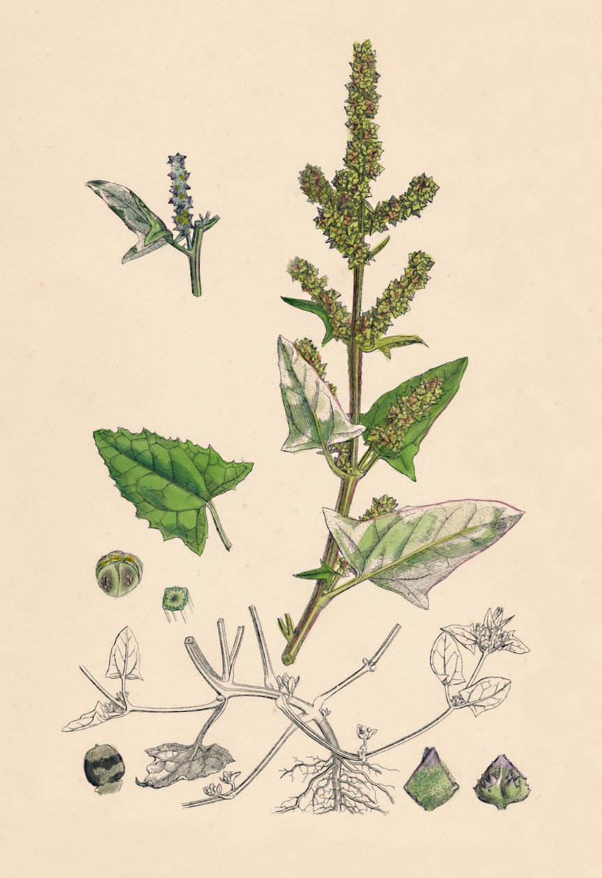 Atriplex deltoidea. Üçgen yapraklı Orache, 19. yy by Unbekannt