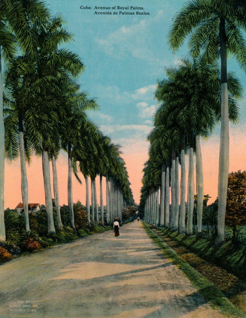 Royal Palms Caddesi, Küba, c1920 by Unbekannt