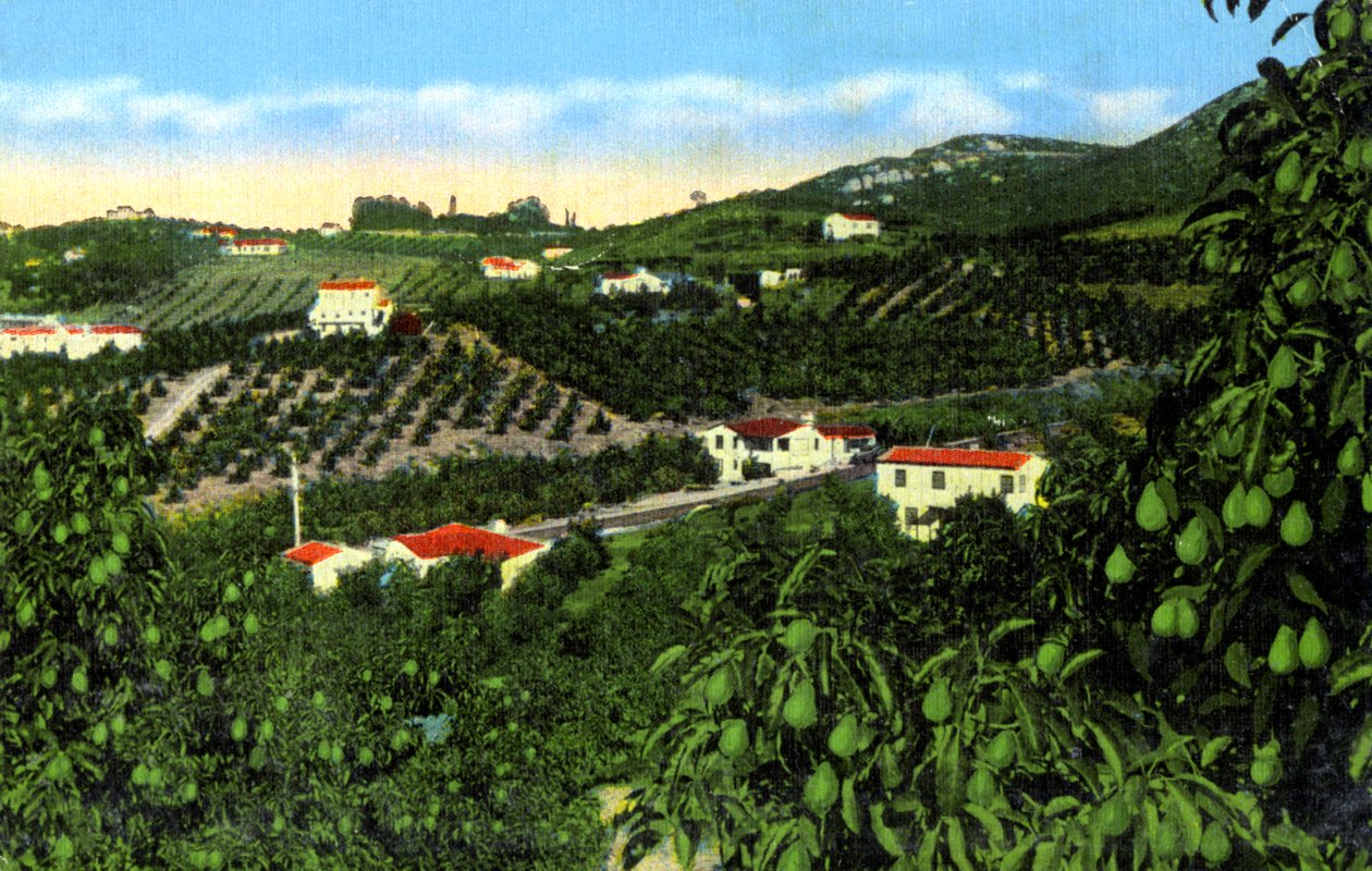 Avokado bahçeleri, San Diego, California, ABD, c1900s by Unbekannt