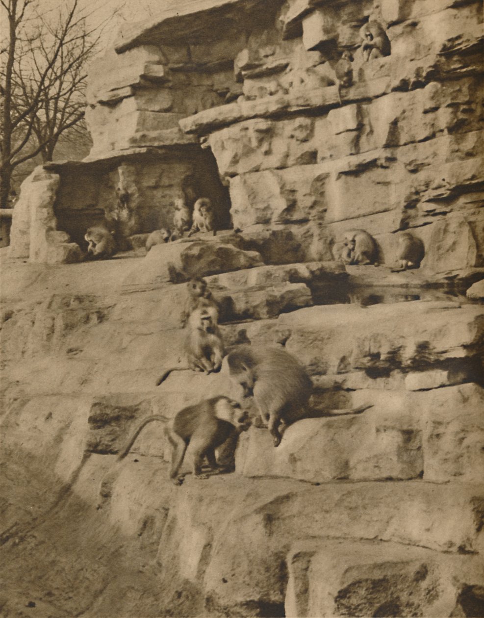 Maymun Tepesi'ndeki Doğal Ortamlarında Babunlar, c1935. by Unbekannt