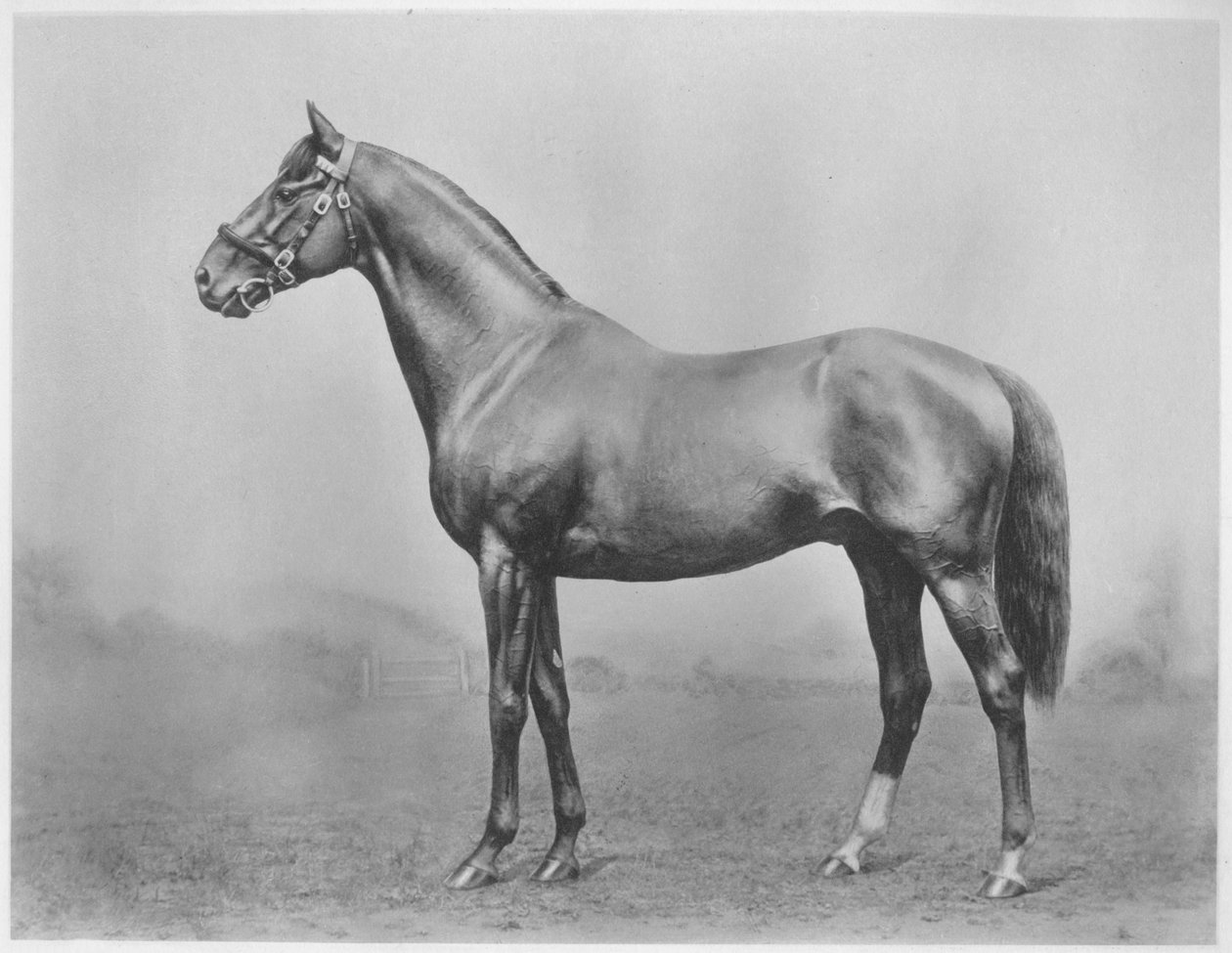 Bekarlar Düğmesi. Winkfield - Hanımefendi, 1911 by Unbekannt