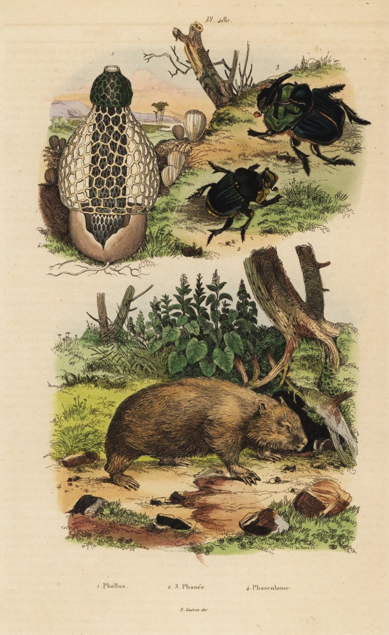 Bambu mantarı, Phallus indusiatus 1, bok böceği böcekleri, Coprophanaeus ensifer 2 ve Diabroctis mimas 3 ve yaygın wombat, Vombatus ursinus 4 by Unbekannt