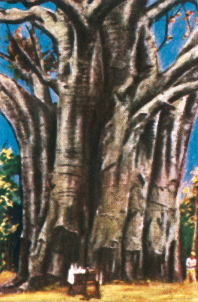 Baobab ağaçları, Usambara Dağları, c1928. by Unbekannt