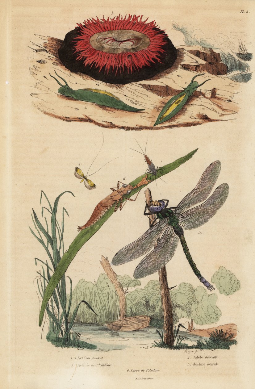 Namlu balon salyangozu, Acteon tormatilis 1, beadlet anemon, Actinia equina 2, sarı çubuklu uzun boynuz, Nemophora degeerella 3, kahverengi hawker, Aeshna grandis 4 by Unbekannt