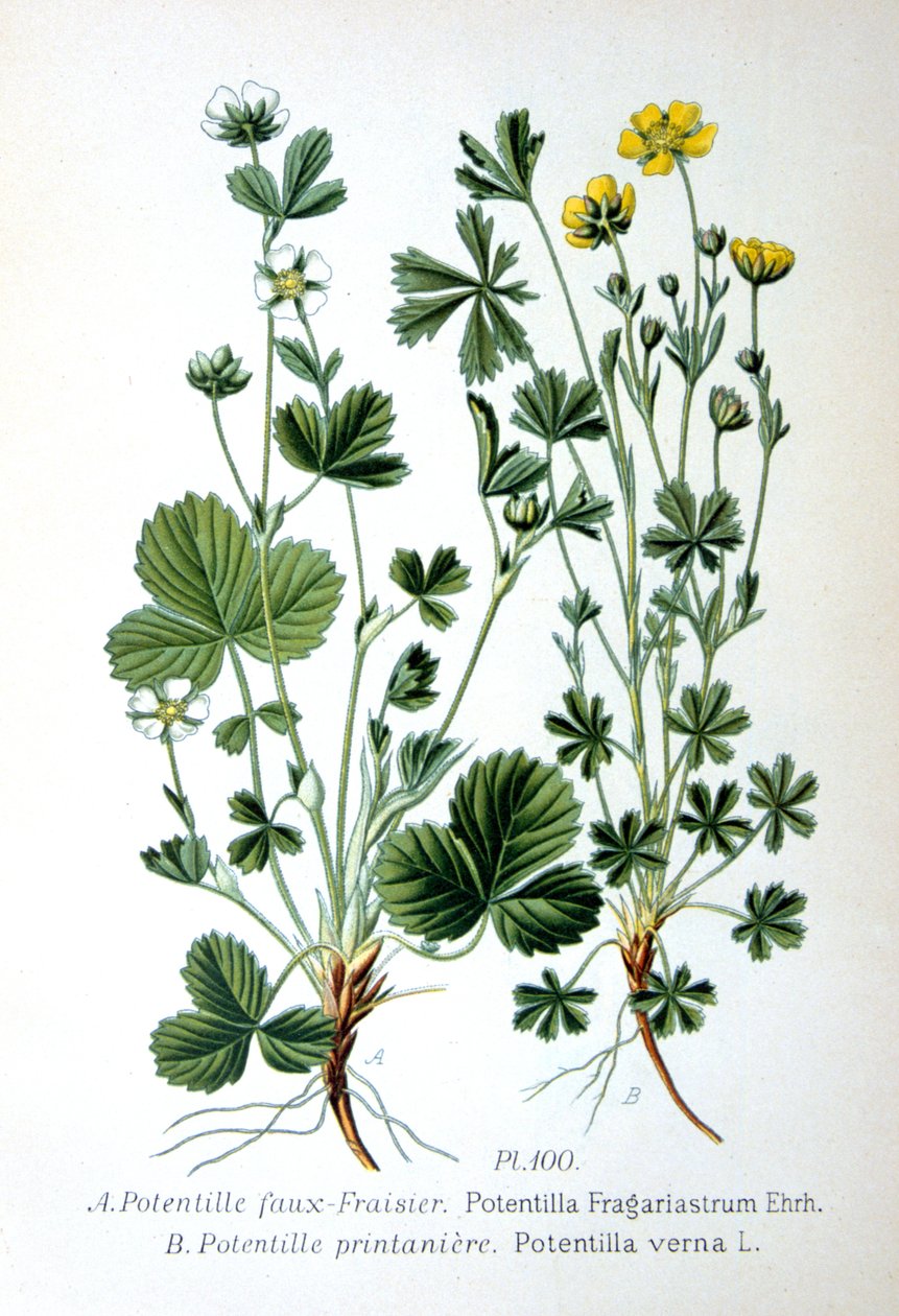 Çorak çilek ve bahar beşparmakotu, 1893 by Unbekannt