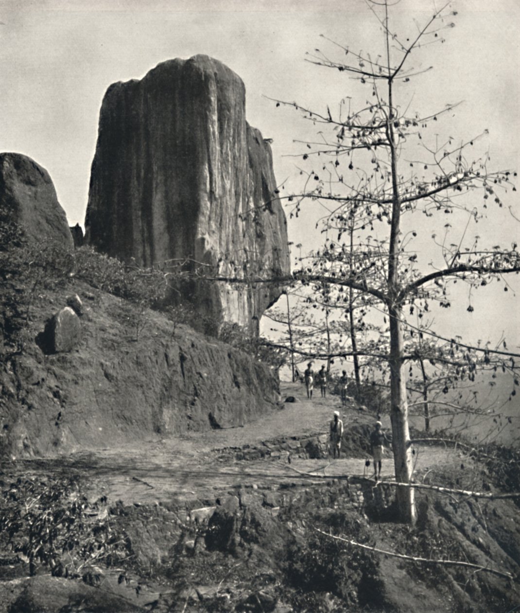 Olgun tohumlu pamuk ağacı Bombax malabaricum, 1926 by Unbekannt