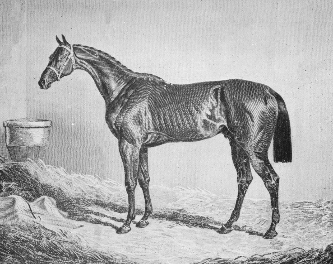 Bay Middleton, 1833-1857, 1911 by Unbekannt