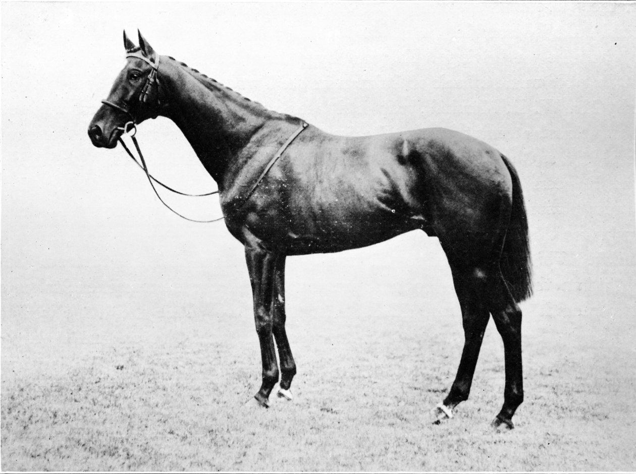 Bayardo, 1911 by Unbekannt