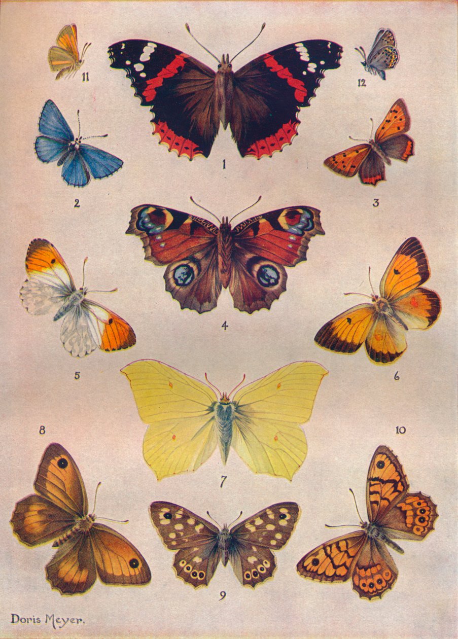Britanya Adalarının Güzel Kelebekleri, c1934 by Unbekannt