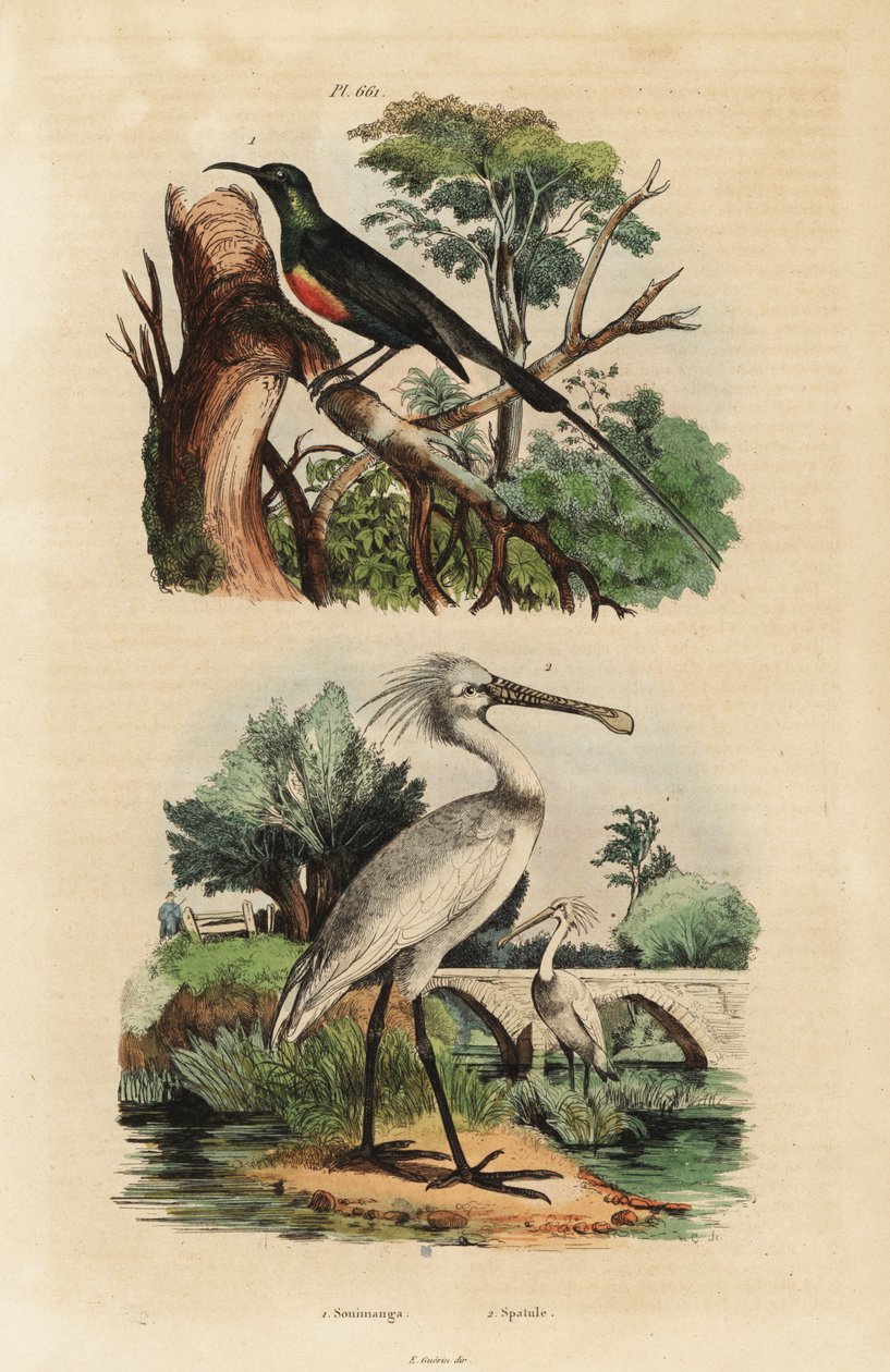 Güzel güneş kuşu, Cinnyris pulchella ve sıradan kaşıkçı, Platalea leucorodia by Unbekannt