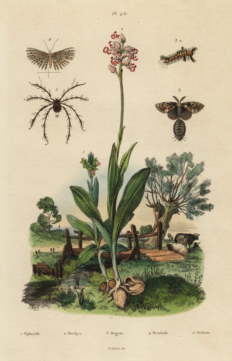 Arı orkidesi, Ophrys apifera 1, orkide maymunu, Orchis simia 2, paslı tussock güvesi, Orgyia antiqua 3, yirmi tüylü güve, Alucita hexadactyla 4 ve Oribata geniculata mite 5 by Unbekannt