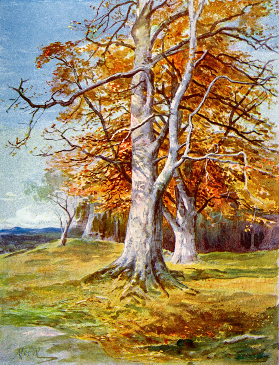 Kayın Ağacı, Sonbahar, 1900 by Unbekannt