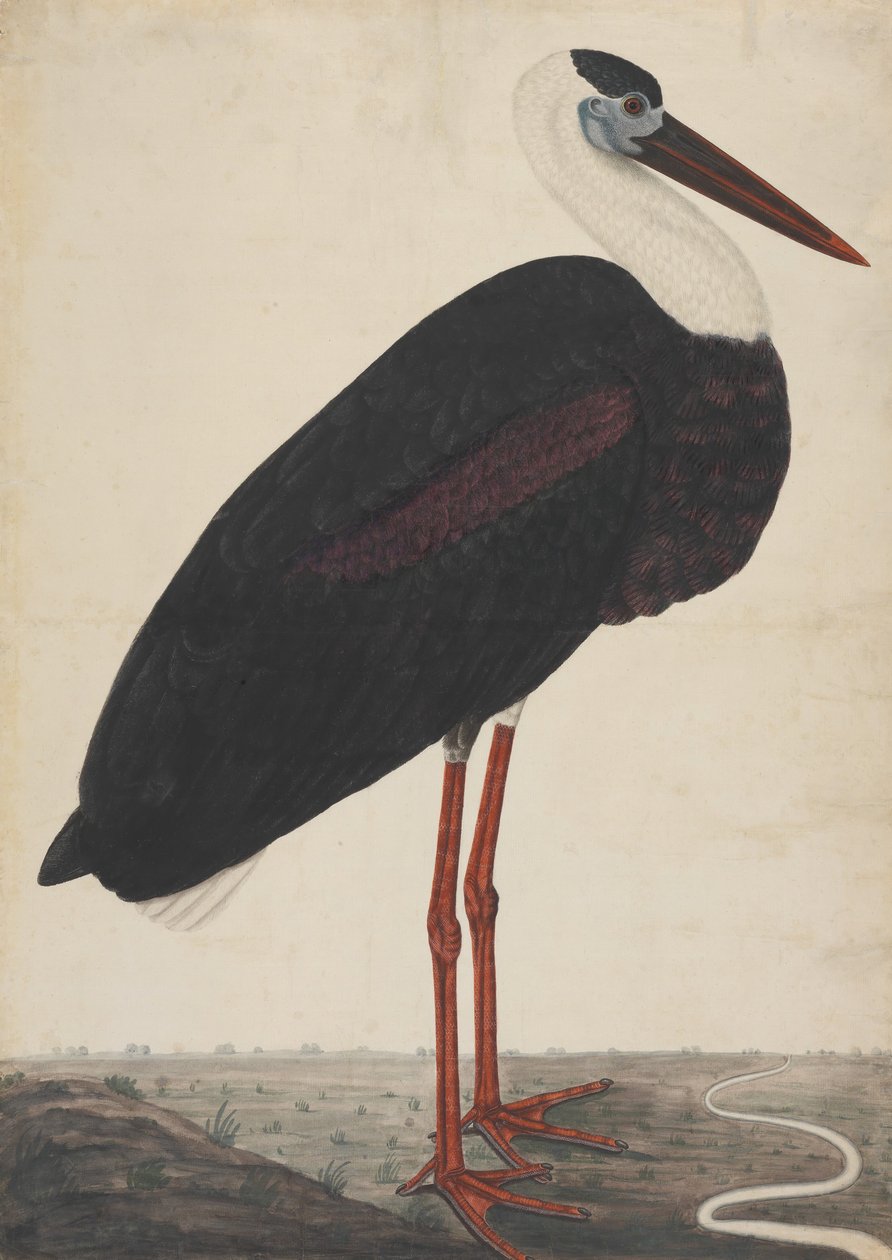 Manzaradaki Kara Leylek, yaklaşık. 1780. by Unbekannt