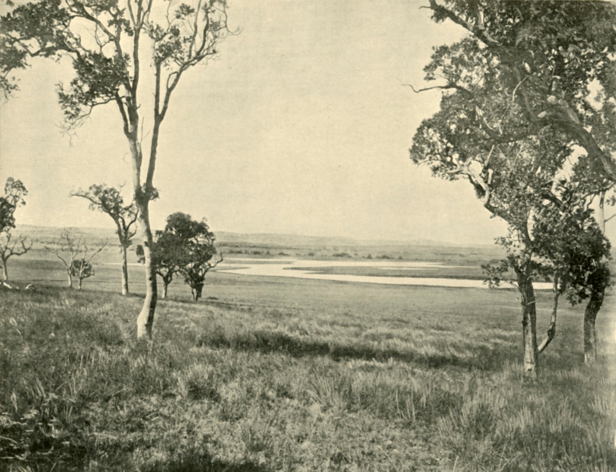 Black Swan Lagünü, Warwick yakınlarında, Queensland, 1901. by Unbekannt