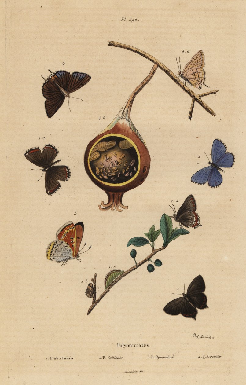 Siyah tüylü kelebek, Satyrium pruni 1, adi mavi kelebek, Polyommatus icarus 2, mor kenarlı bakır, Lycaena hippothoe 3 ve adi guava mavisi, Virachola isocrates 4. Polyommates du prunier, calliopsis, hyppothee, isocrate by Unbekannt