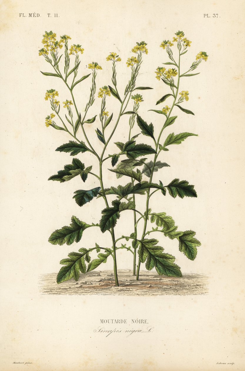 Siyah hardal, Brassica nigra, Sinapis nigra, Siyah hardal by Unbekannt