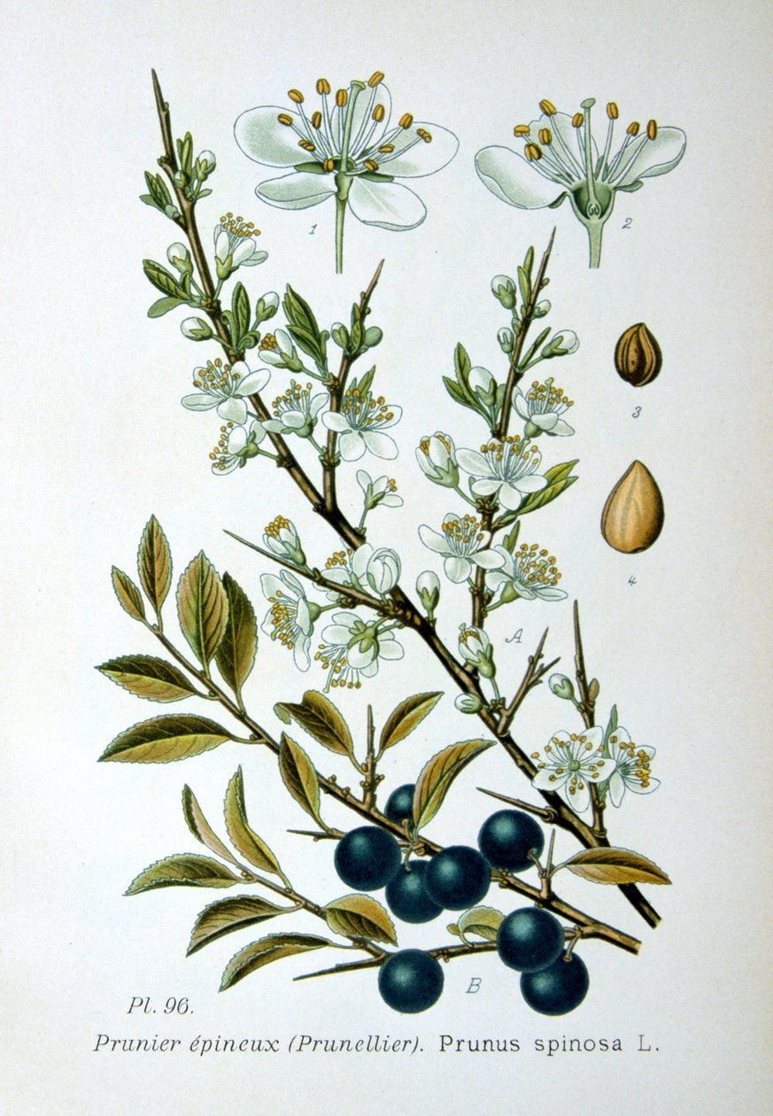 Karaçalı, 1893 by Unbekannt