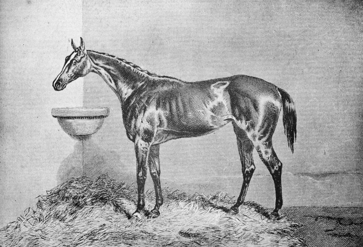Blink Bonny, 1854-1862, 1911 by Unbekannt