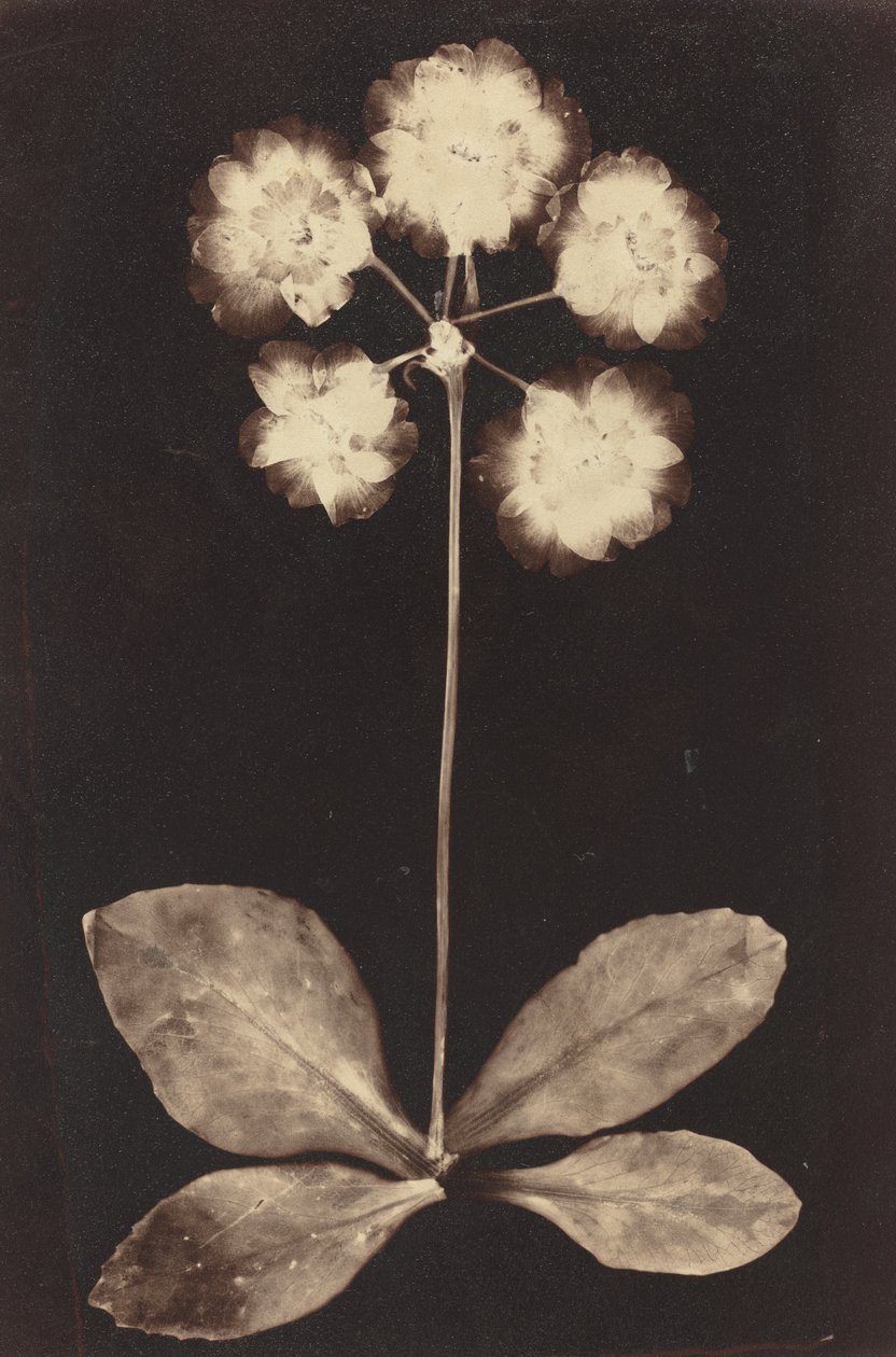 Botanik Fotogram, 1860