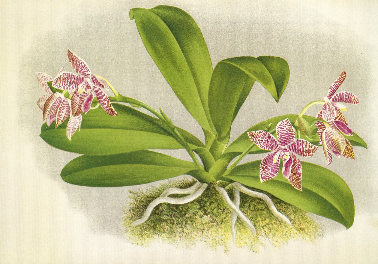 Botanik kurulu/Phalaenopsis luddemanniana/Lindenia by Unbekannt