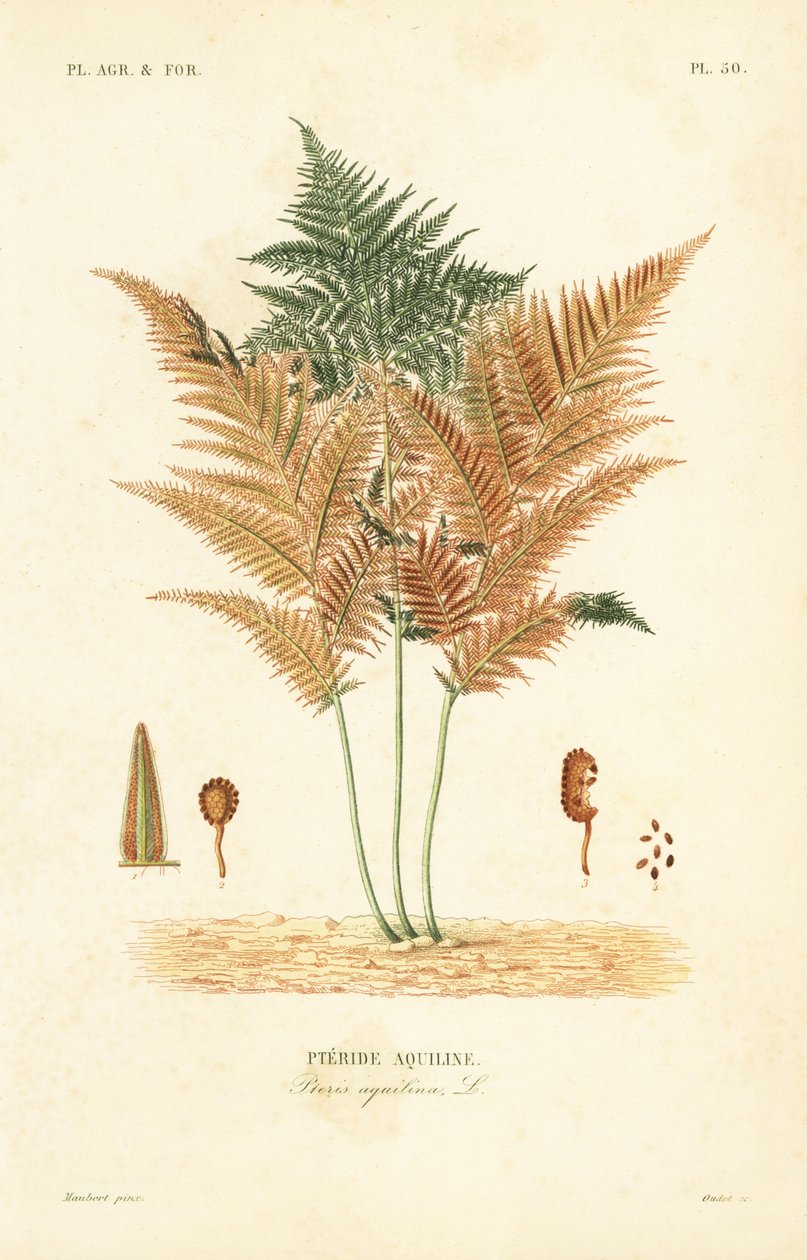 Bracken veya ortak fren eğreltiotu, Pteridium aquilinum, Pteris aquilina, Pteride aquiline by Unbekannt