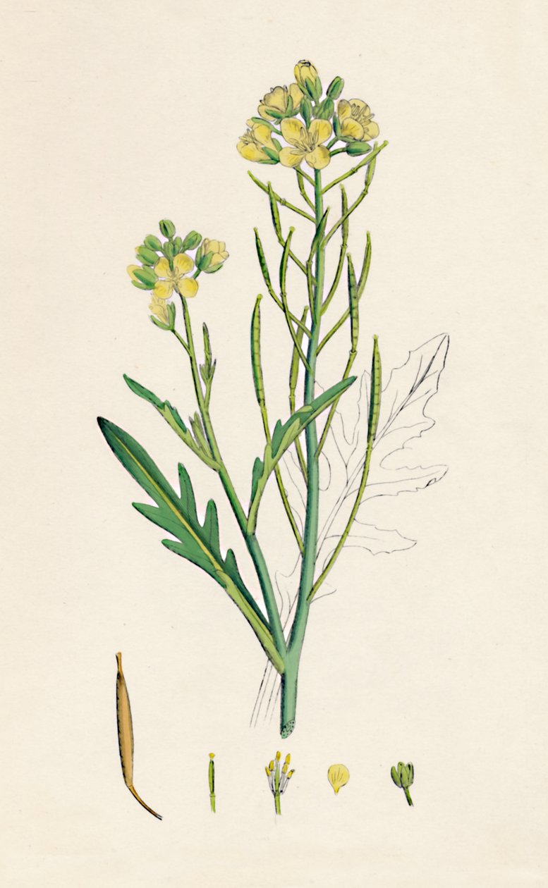 Brassica tenuifolia. Duvar roketi, 19. Yüzyıl by Unbekannt