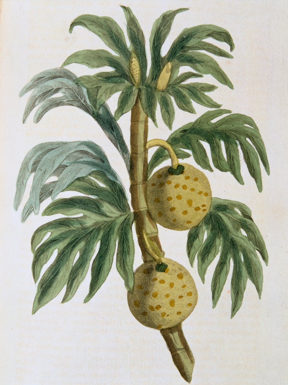 Artocarpus mürekkepli ekmek meyvesi, 1823 by Unbekannt