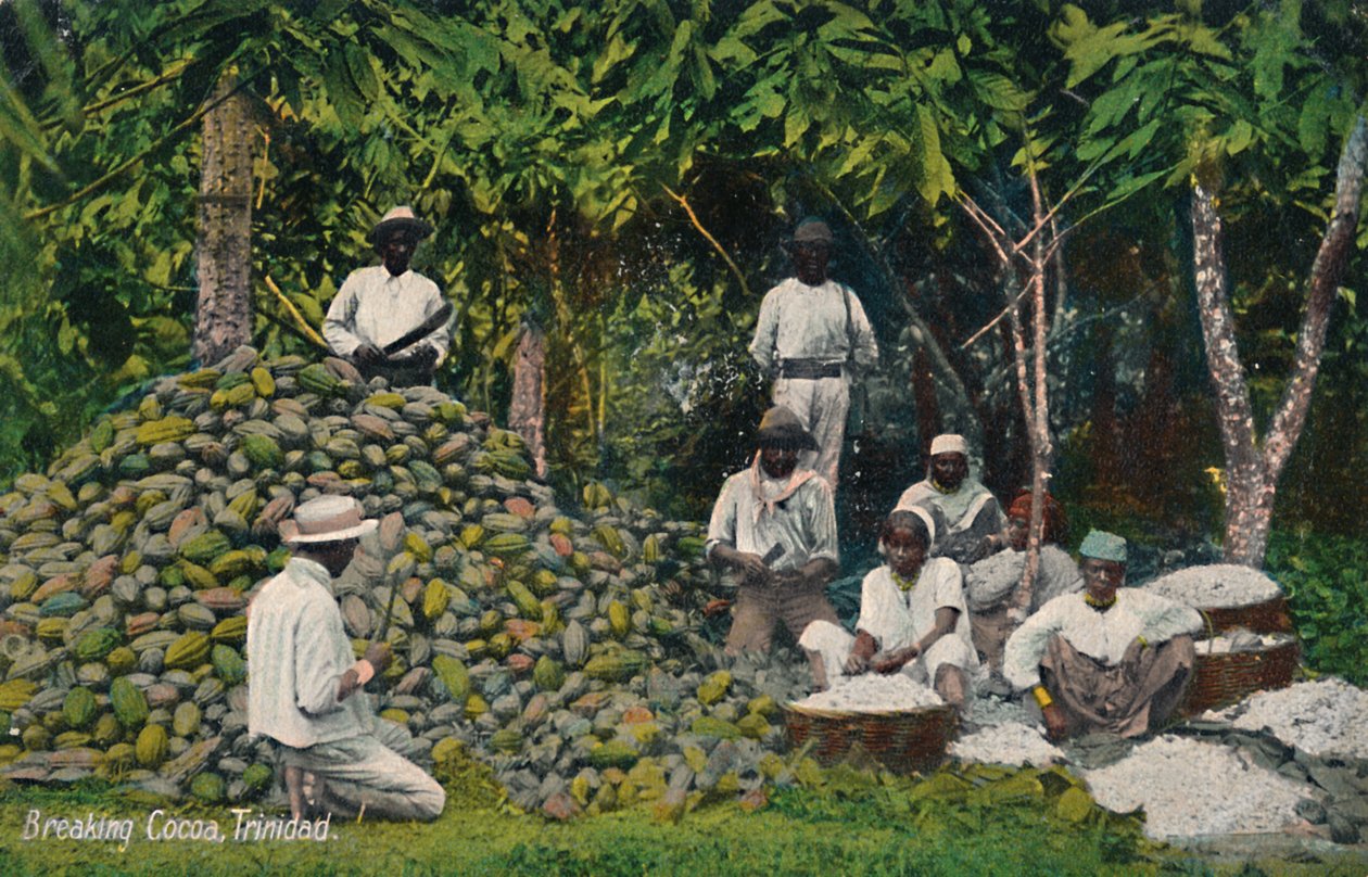 Kakao kırma, Trinidad, 20. yüzyılın başlarında. by Unbekannt