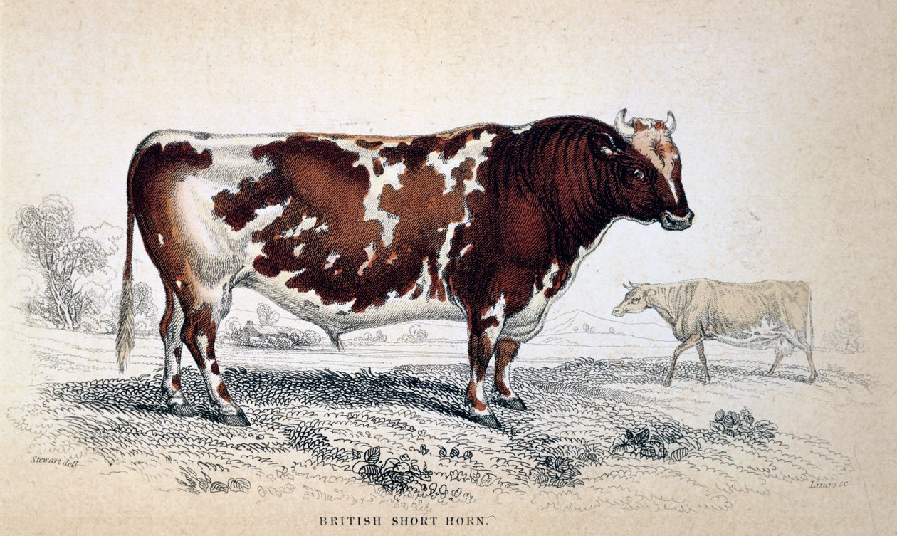 İngiliz Kısa Boynuz, 1839 by Unbekannt