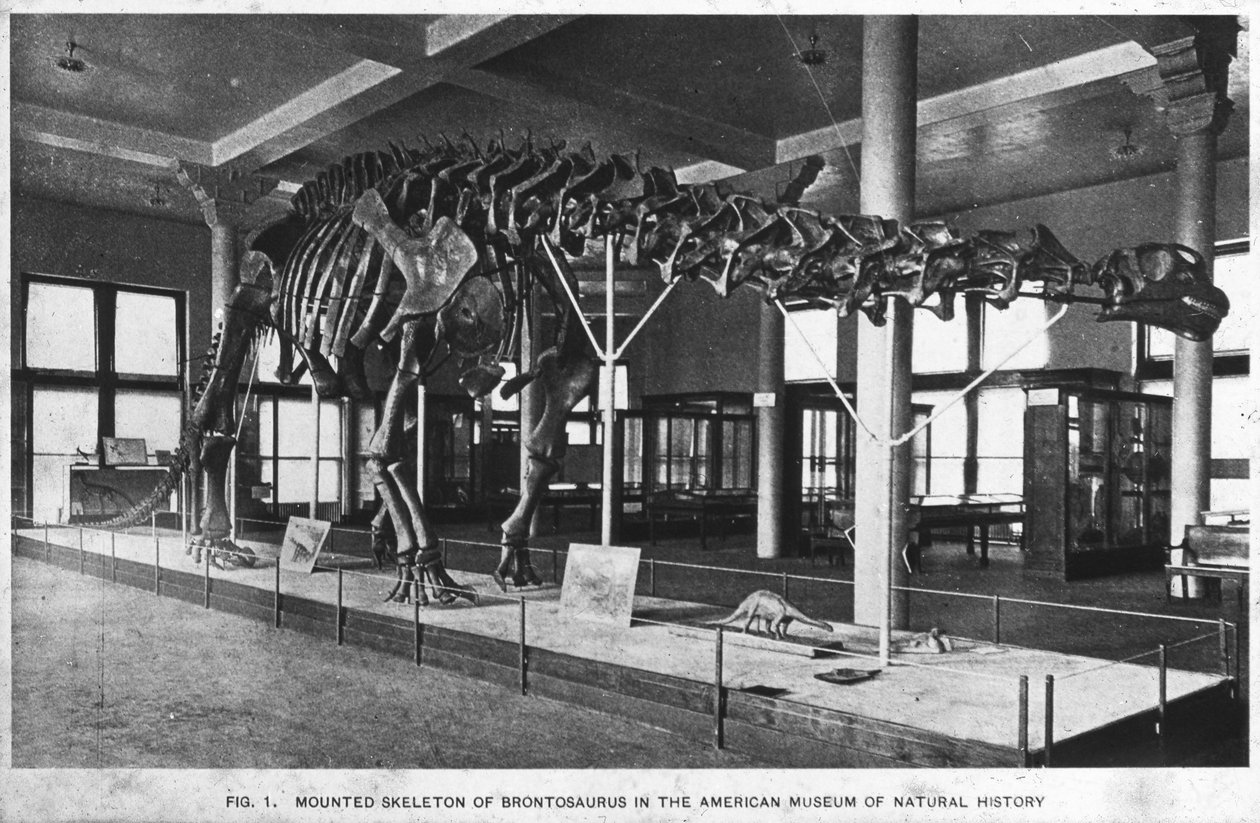 Brontosaurus iskeleti, Amerikan Doğa Tarihi Müzesi, New York, ABD, 20. yüzyılın başları by Unbekannt
