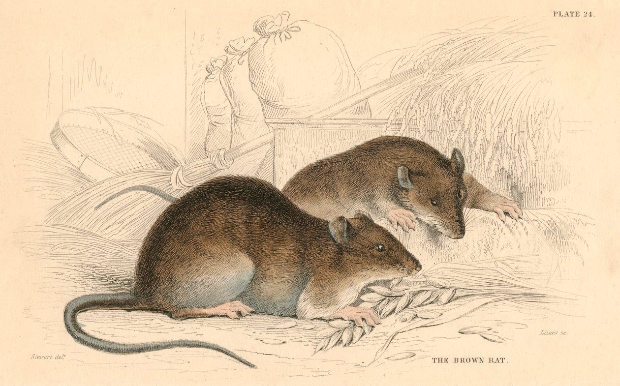 Kahverengi sıçan Rattus rattus, 1828 by Unbekannt