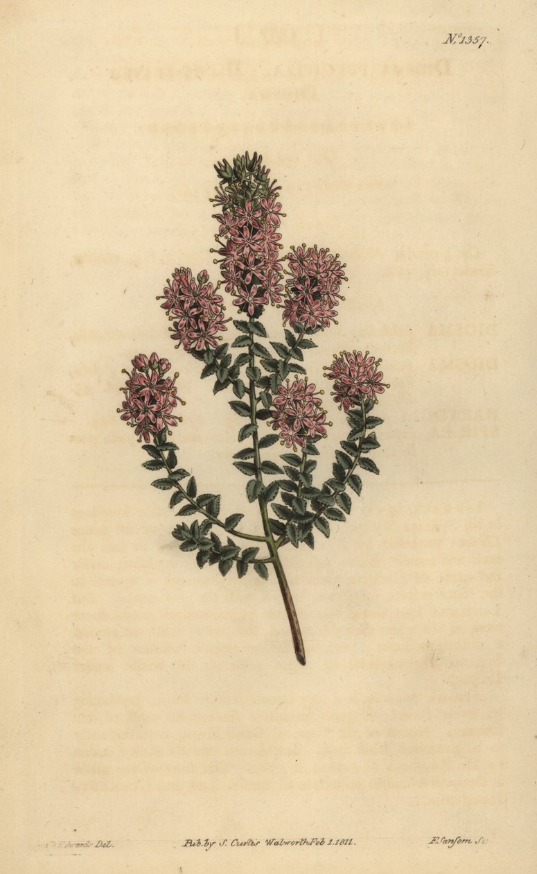 Buchu, Agathosma pulchella (Kör yapraklı diosma, Diosma pulchella) by Unbekannt