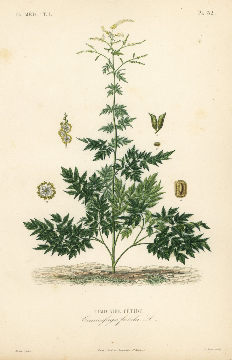 Bugbane veya kohosh, Actaea cimicifuga, Cimicifuga foetida, Cimicaire fetide by Unbekannt