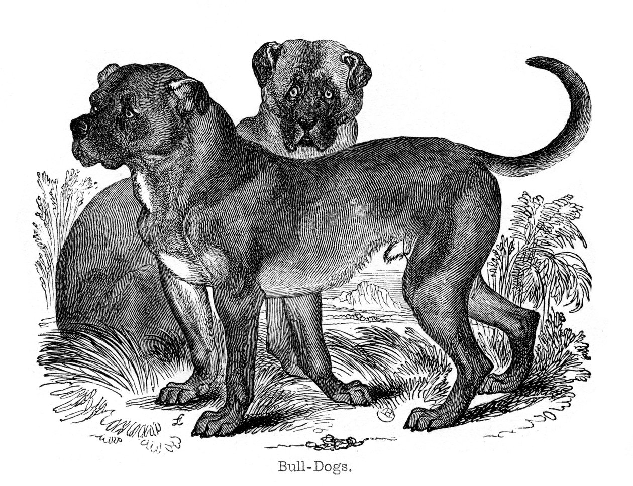 Bulldog, 1848 by Unbekannt
