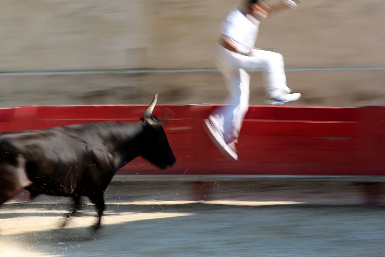 Boğa güreşi (Kurs camarguaise). Amacın bir boğanın başından bir rozet kapmak olduğu kansız bir gösteri (boğalar için), Vallabregues, Fransa by Unbekannt