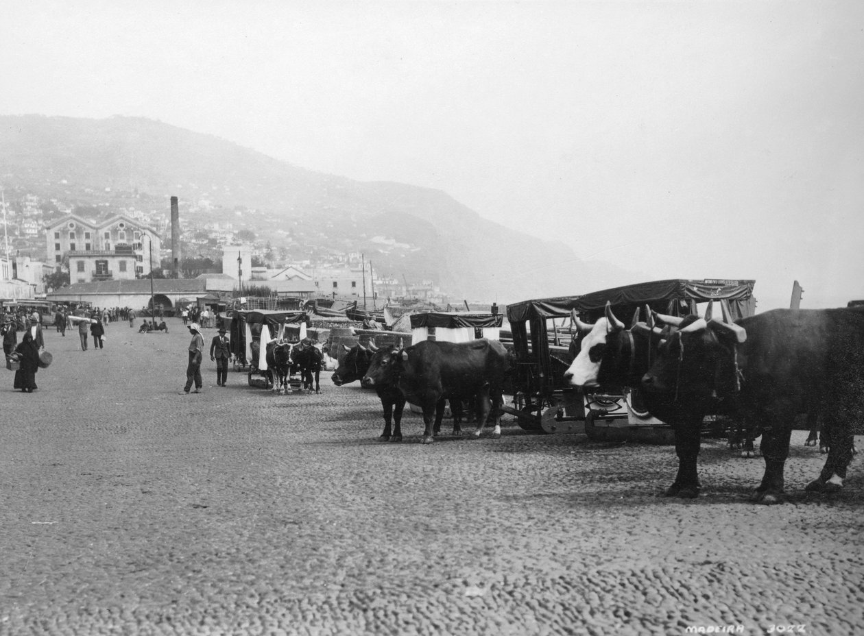 Bullock arabaları, Madeira, Portekiz, c1920s-c1930s by Unbekannt