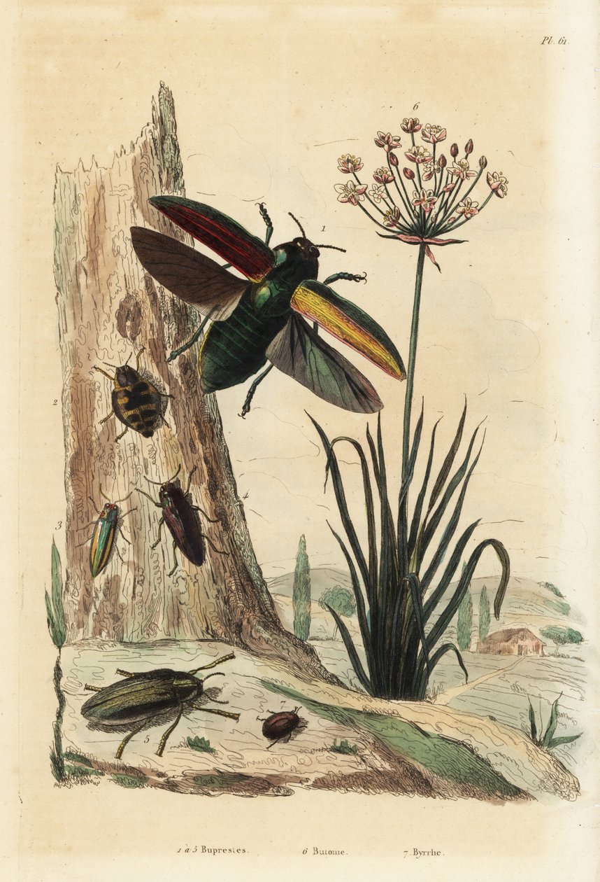Buprestis böcekleri 1-5, çiçekli hücum, Butomus umbellatus 6 ve hap böceği, Byrrhus pilula 7 by Unbekannt