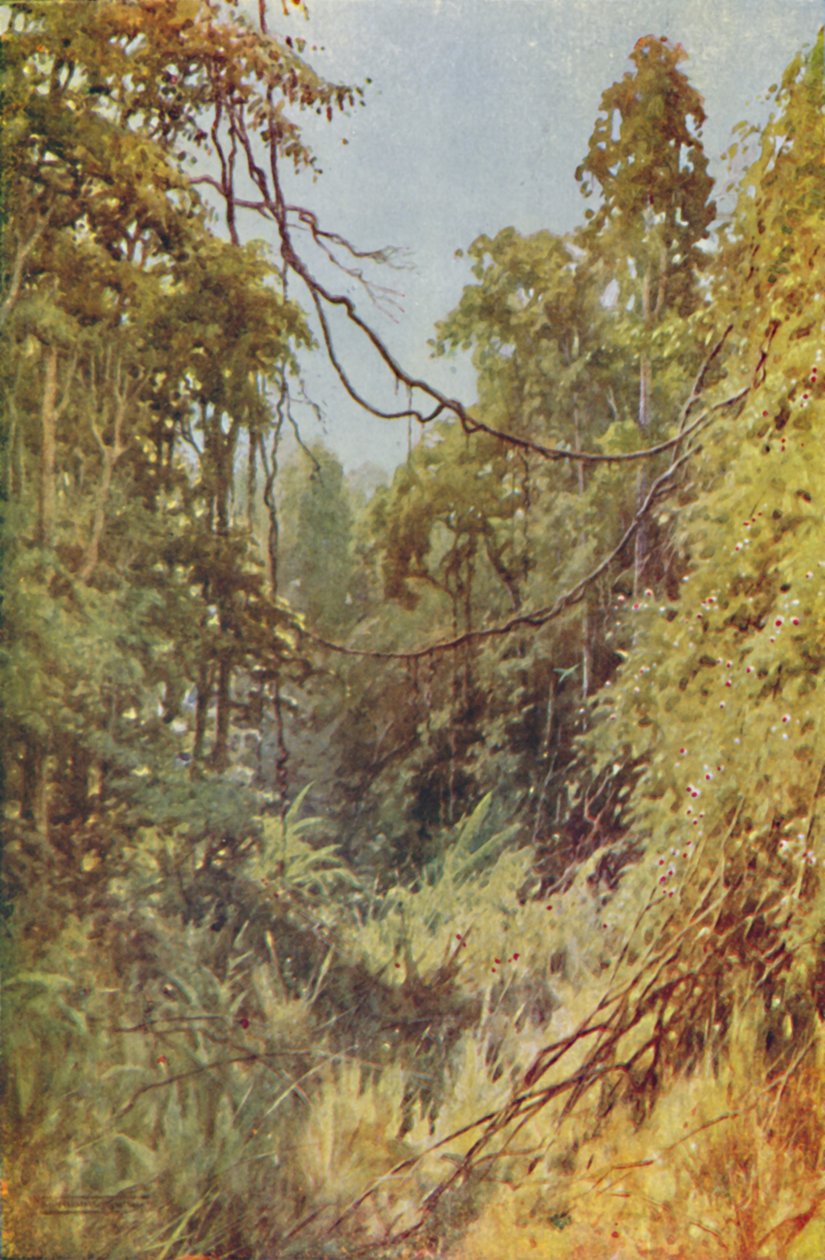 Birmanya Ormanı, 1924 by Unbekannt