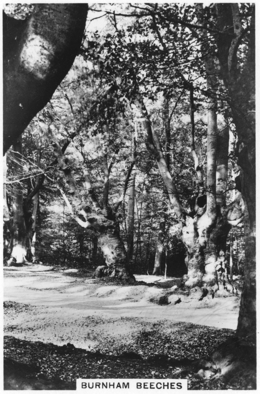 Burnham Kayınları, Buckinghamshire, 1937 by Unbekannt
