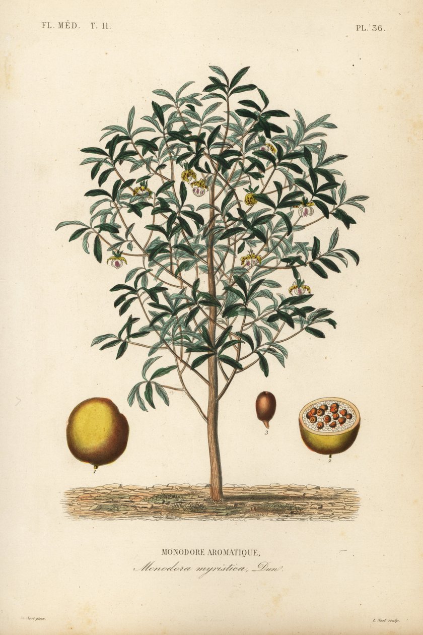 Su kabağı hindistan cevizi, Monodora myristica, Monodore aromatique by Unbekannt