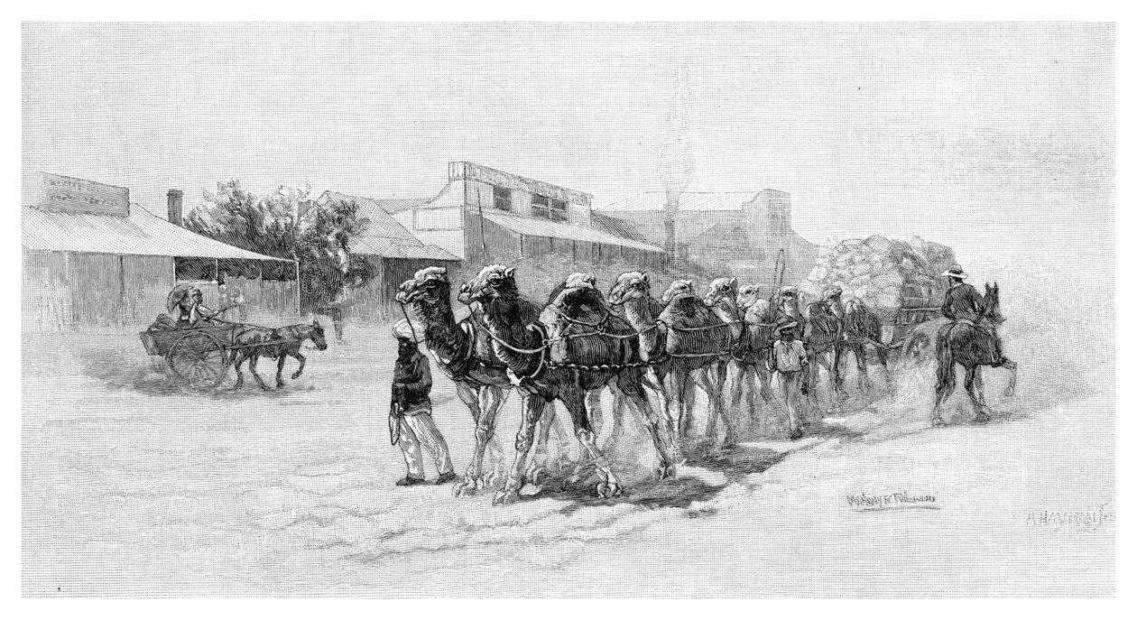 Deve takımı, Wilcannia, Yeni Güney Galler, Avustralya, 1886 by Unbekannt