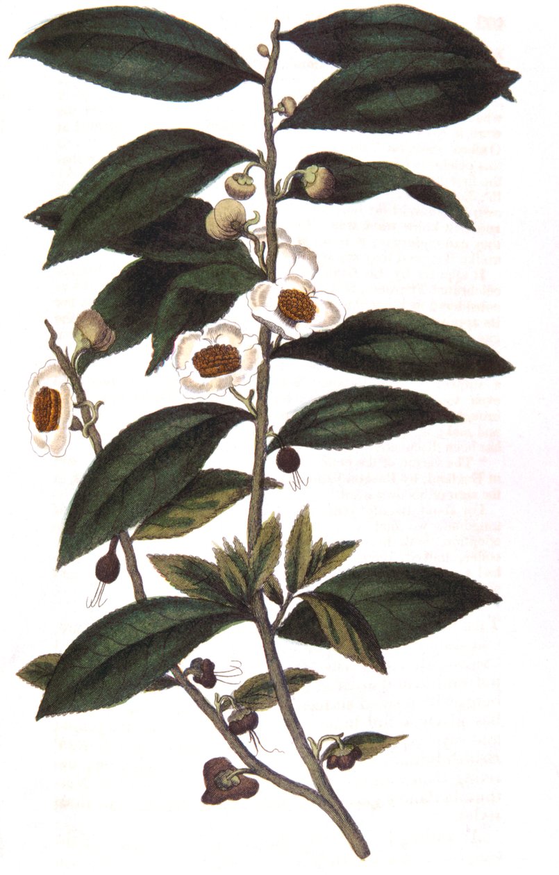 Camellia sinensis - çay bitkisi, 1823 by Unbekannt