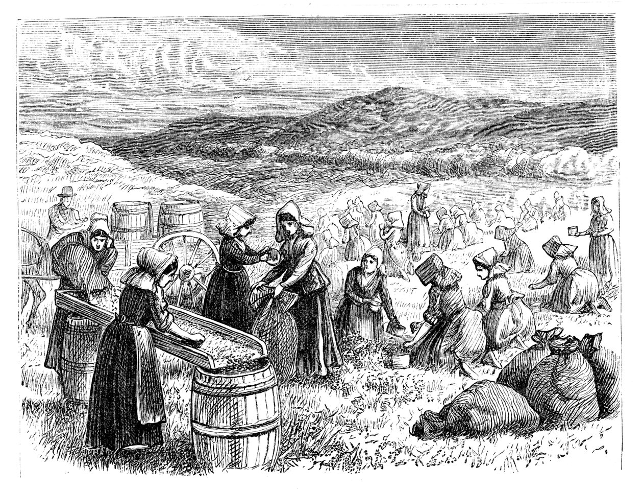 Cape Cod kadınları kızılcıkları topluyor ve ayıklıyor, 1875 by Unbekannt