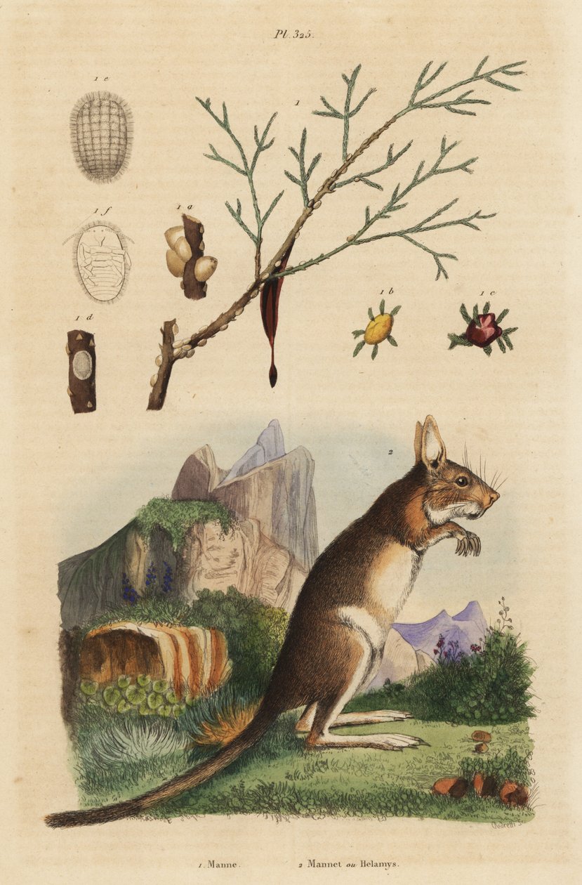 Tavşan pelerini, Lepus capensis 2 ve manna külü, Fraxinus ornus 1 by Unbekannt
